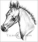 Portrait of M.T. Beau Monde, original graphite drawing of an Arabian colt by Eugenia Talbott
