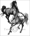 Arabian Stallions, original graphite drawing by Eugenia Talbott