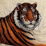 Siberian Majesty, portrait of a Siberian tiger from the Cedarhill Animal Sanctuary, original oil painting by Eugenia Talbott