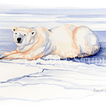 Watercolor painting of a polar bear in Churchill, Manitoba, Canada, by Eugenia Talbott