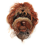 Watercolor portrait of a Wirehaired Pointing Griffon by Eugenia Talbott