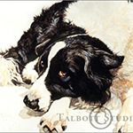 Watercolor pet portrait of Willy, a Border Collie dog, by Eugenia Talbott